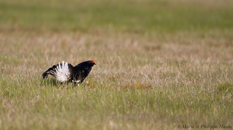 Tetras lyre 7976_wm.jpg - Tétras lyre, Black Grouse,Lyrurus tetrix (Suède, mai 2011)